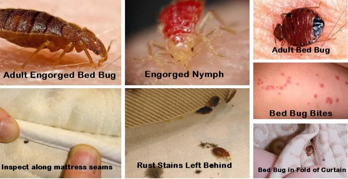 Bed Bugs: What Are They and How Do I Get Rid of Them