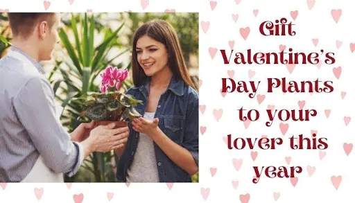 Gift Valentine’s Day