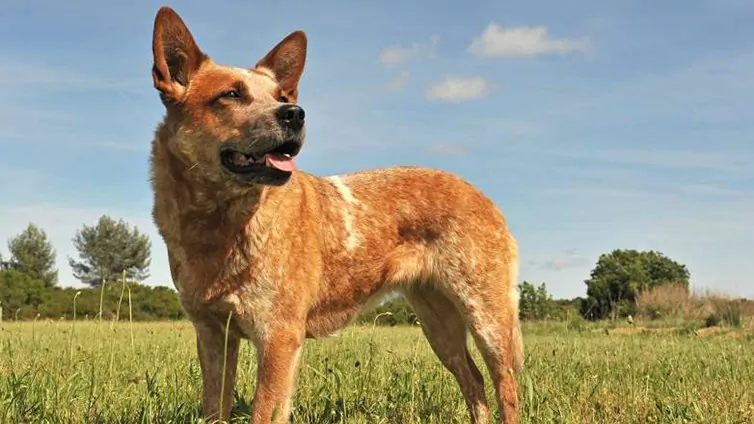 When do Red Heeler Dogs Shed